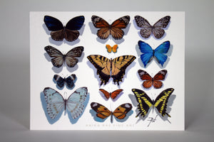Butterfly Cards