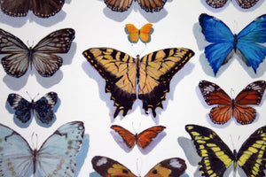 Butterfly Cards