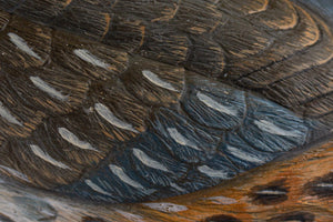 California Quail