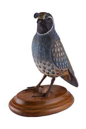 California Quail