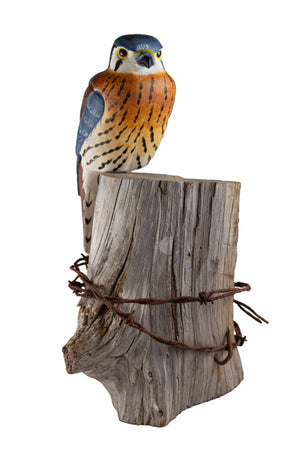 Kestrel Hawk