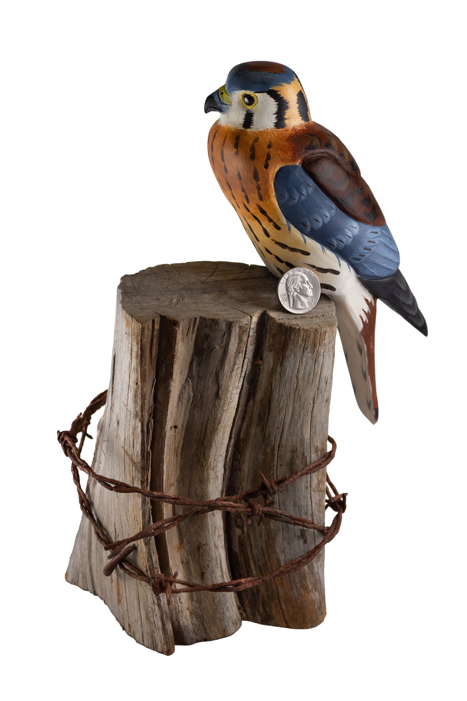 Kestrel Hawk