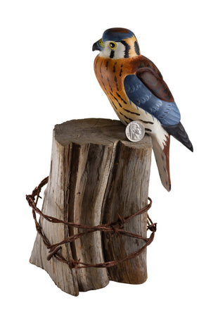 Kestrel Hawk