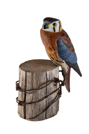 Kestrel Hawk