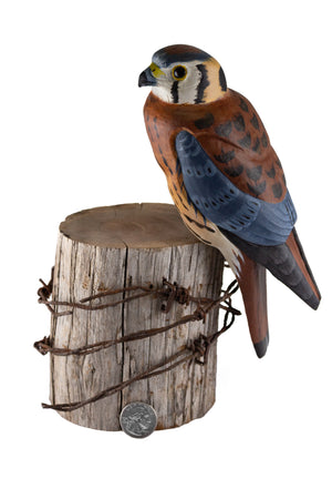 Kestrel Hawk