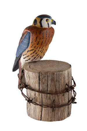 Kestrel Hawk