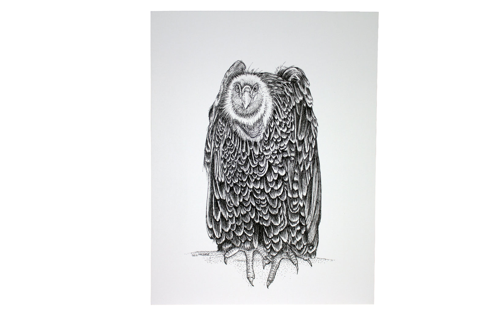 Bob the Buzzard