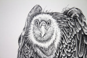 Bob the Buzzard