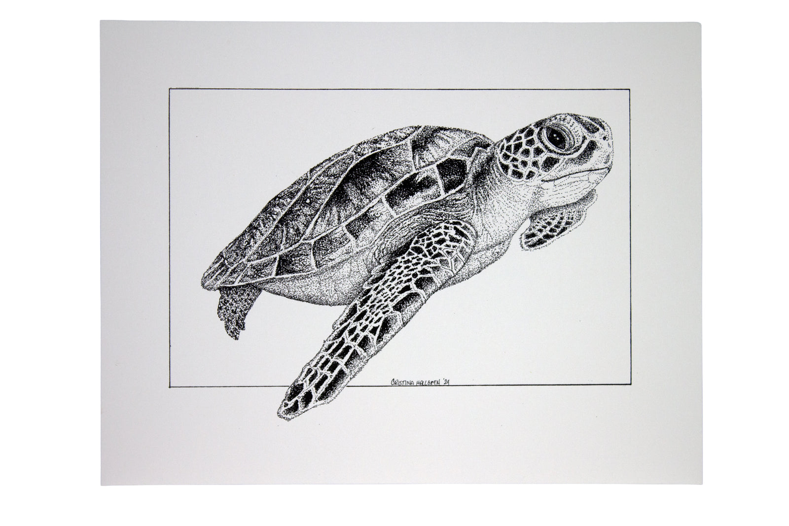 Kathy the Sea Turtle