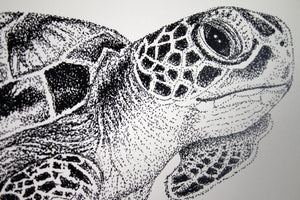 Kathy the Sea Turtle