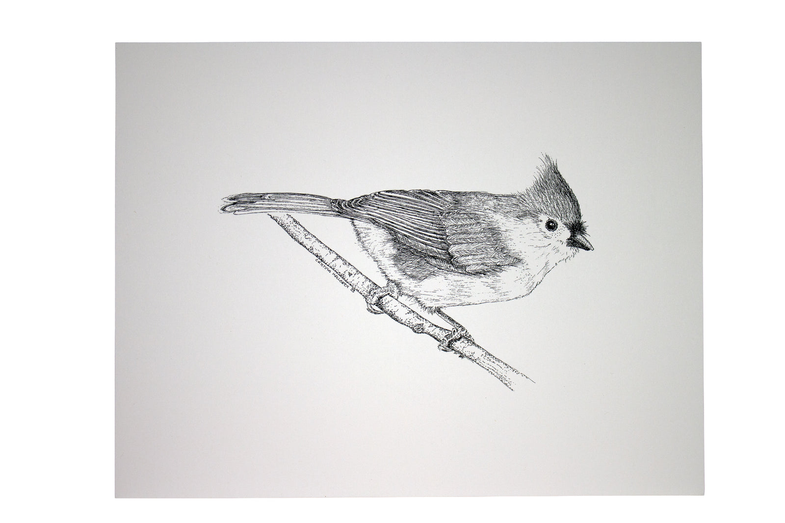 Tuffy Titmouse