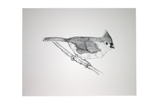 Tuffy Titmouse