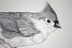 Tuffy Titmouse