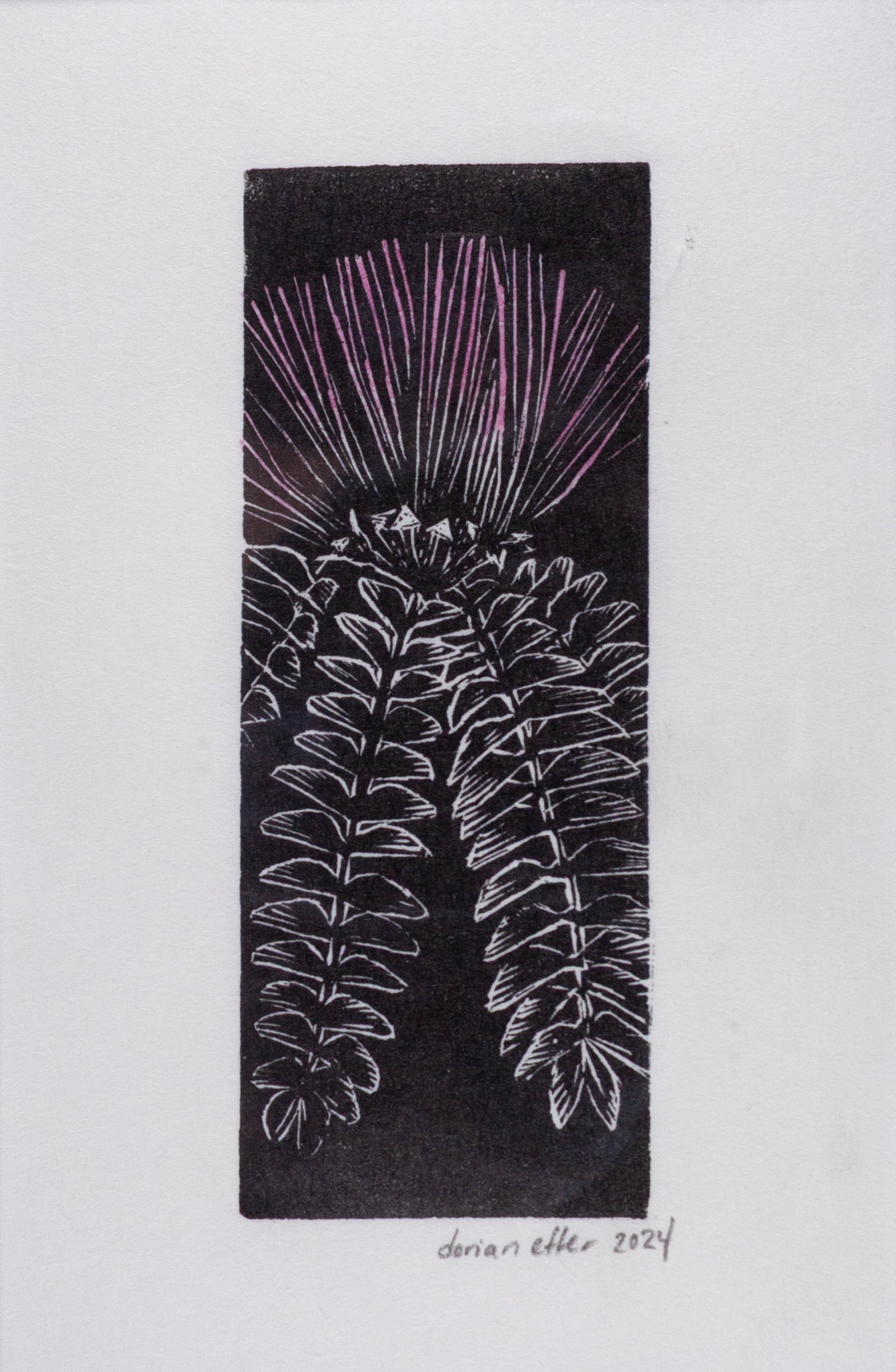 Mimosa Bloom-Engraving