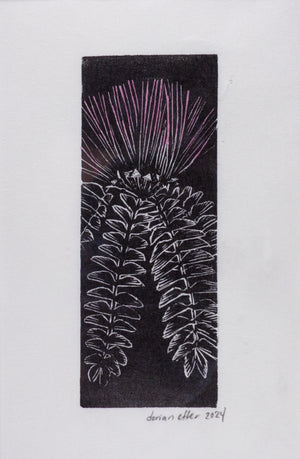 Mimosa Bloom-Engraving