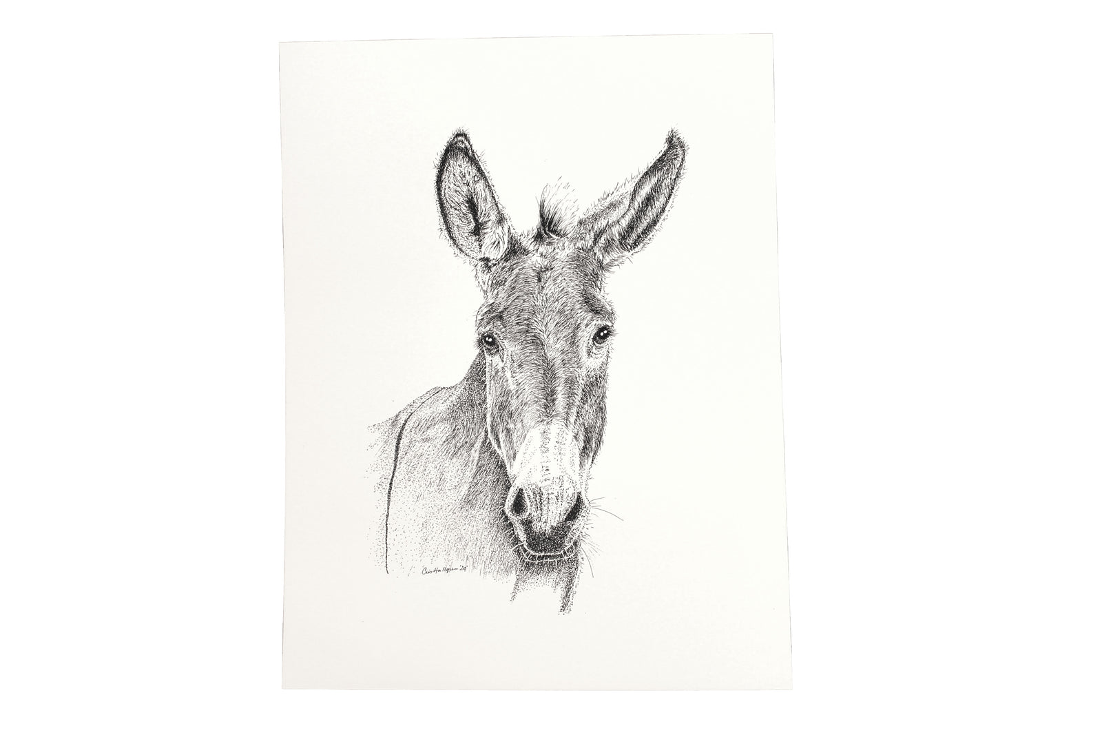 Leroy the Jerusalem Donkey