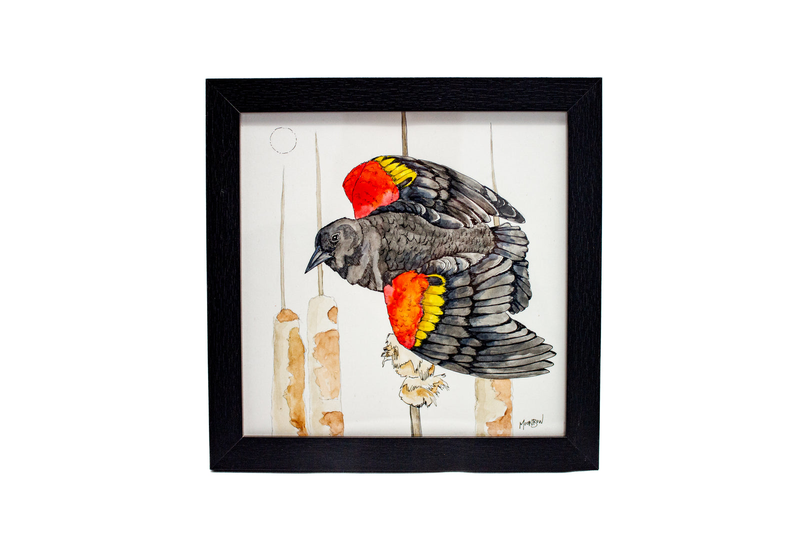 Red Winged Blackbird