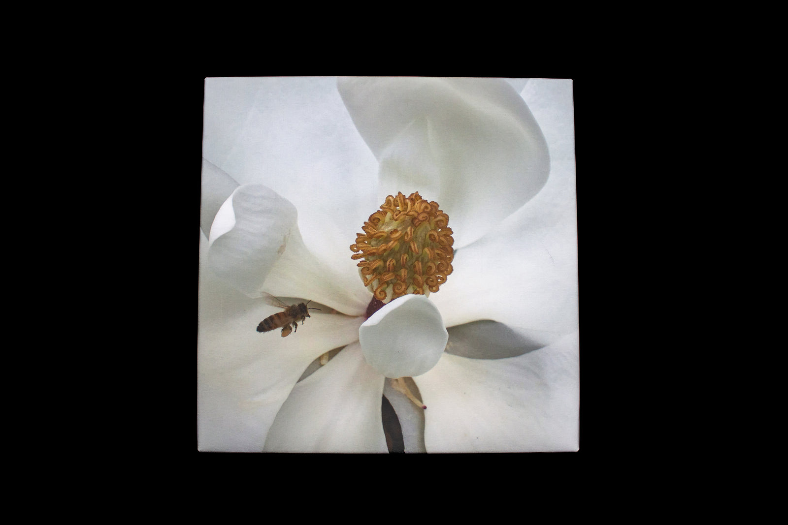 Honey Bee and Magnolia