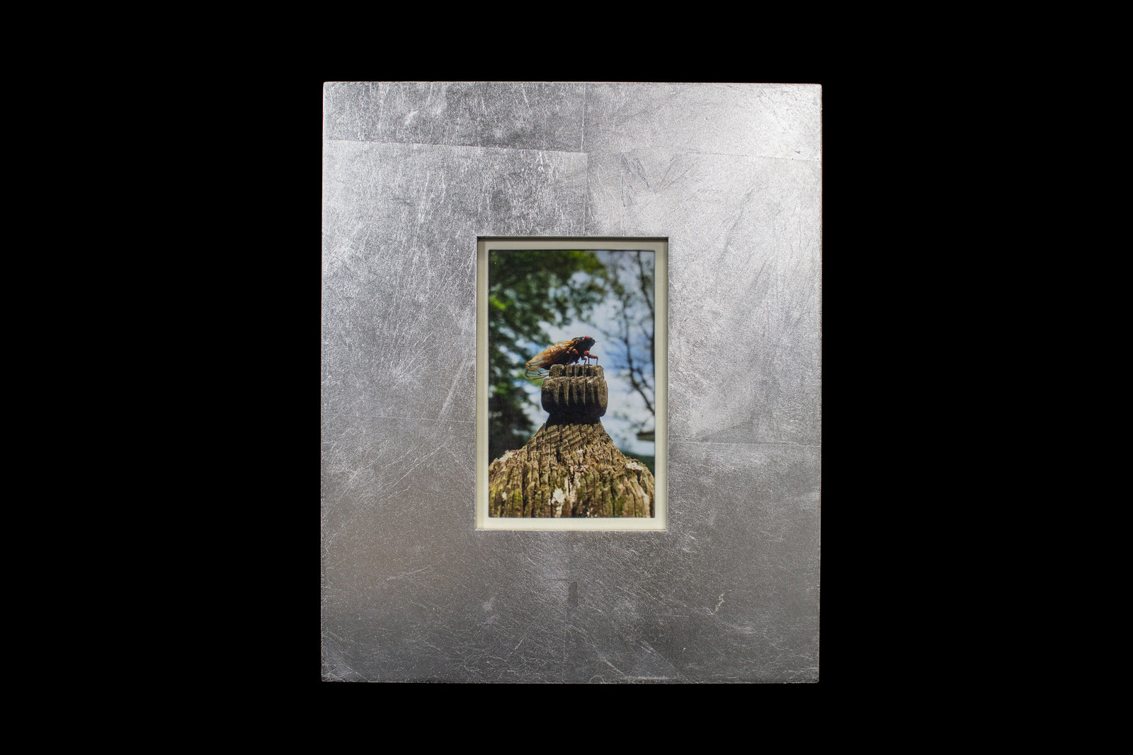 Cicada: King of the Post