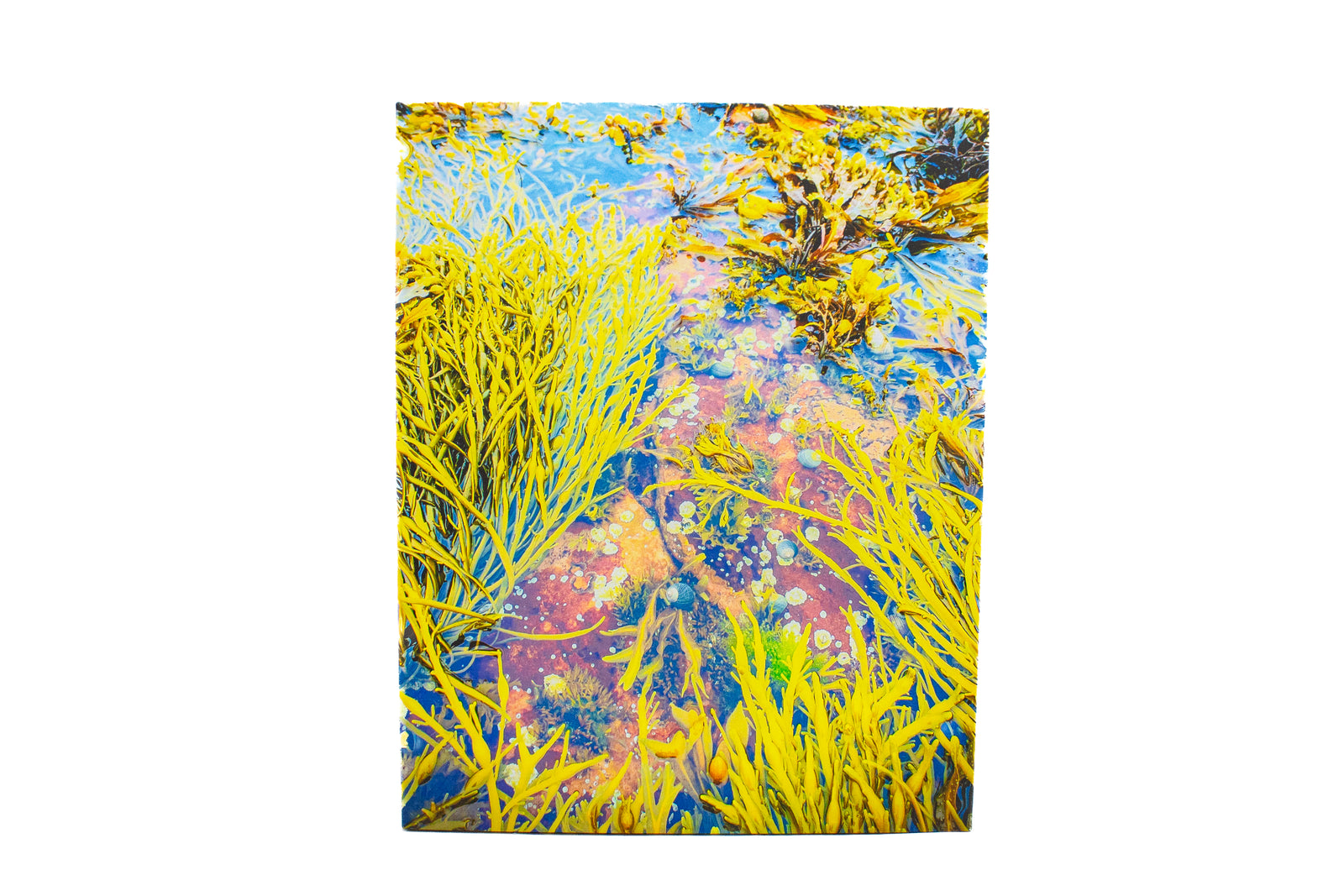 Wonderland Tidal Pool