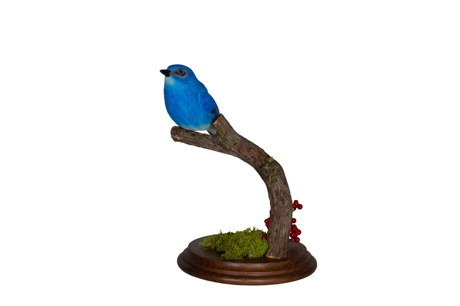 Mountain Bluebird