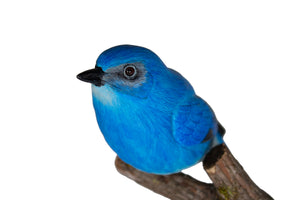 Mountain Bluebird
