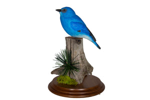 Mountain Bluebird