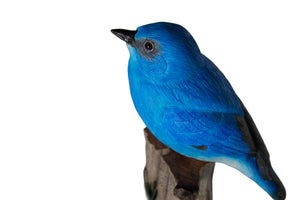 Mountain Bluebird