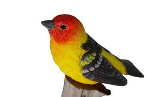 Western Tanager
