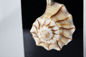 Seashell Pendant (Various Designs)