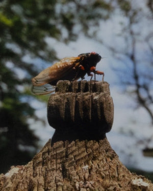 Cicada: King of the Post