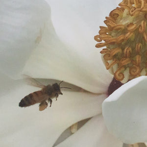 Honey Bee and Magnolia