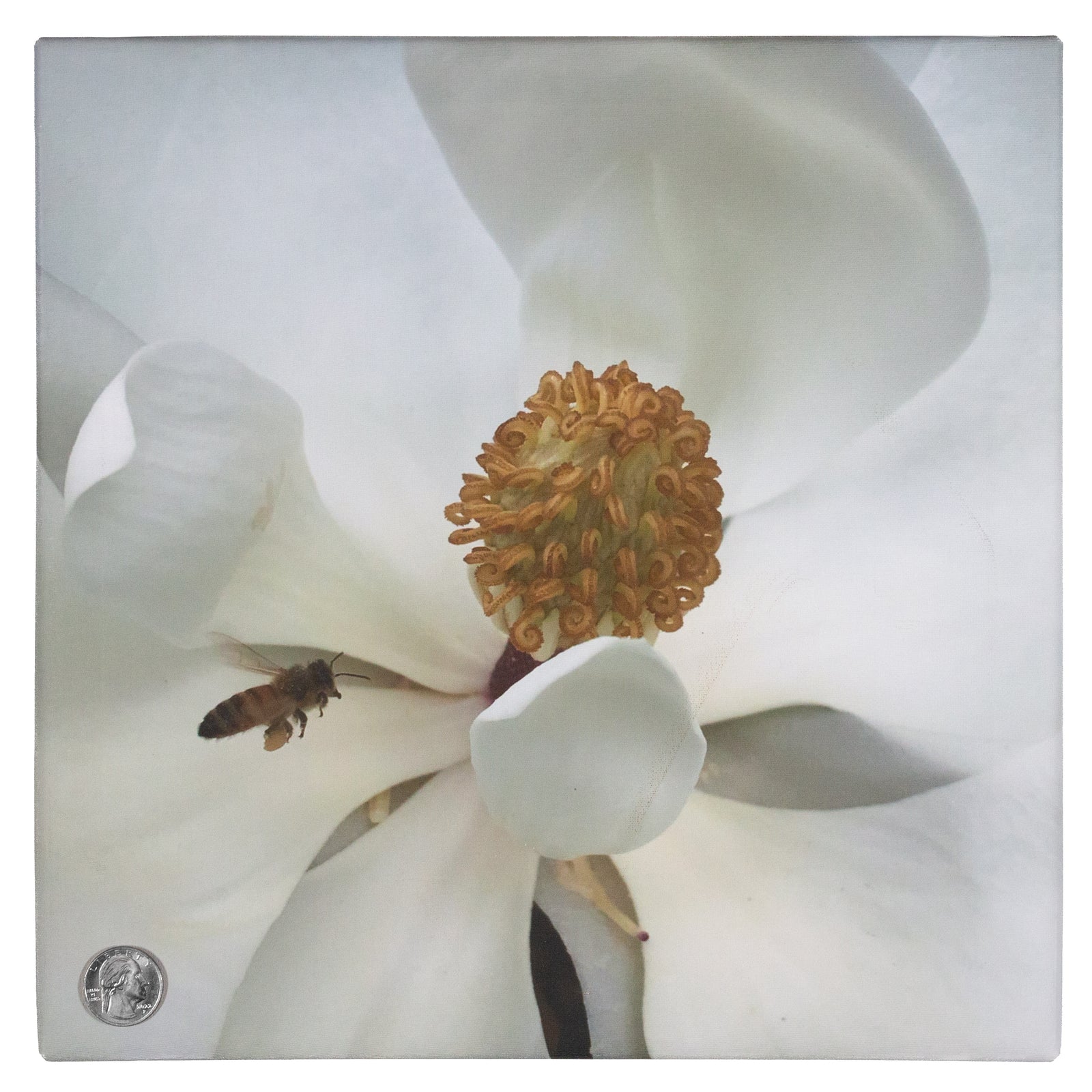 Honey Bee and Magnolia