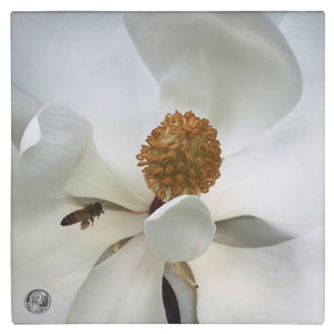 Honey Bee and Magnolia