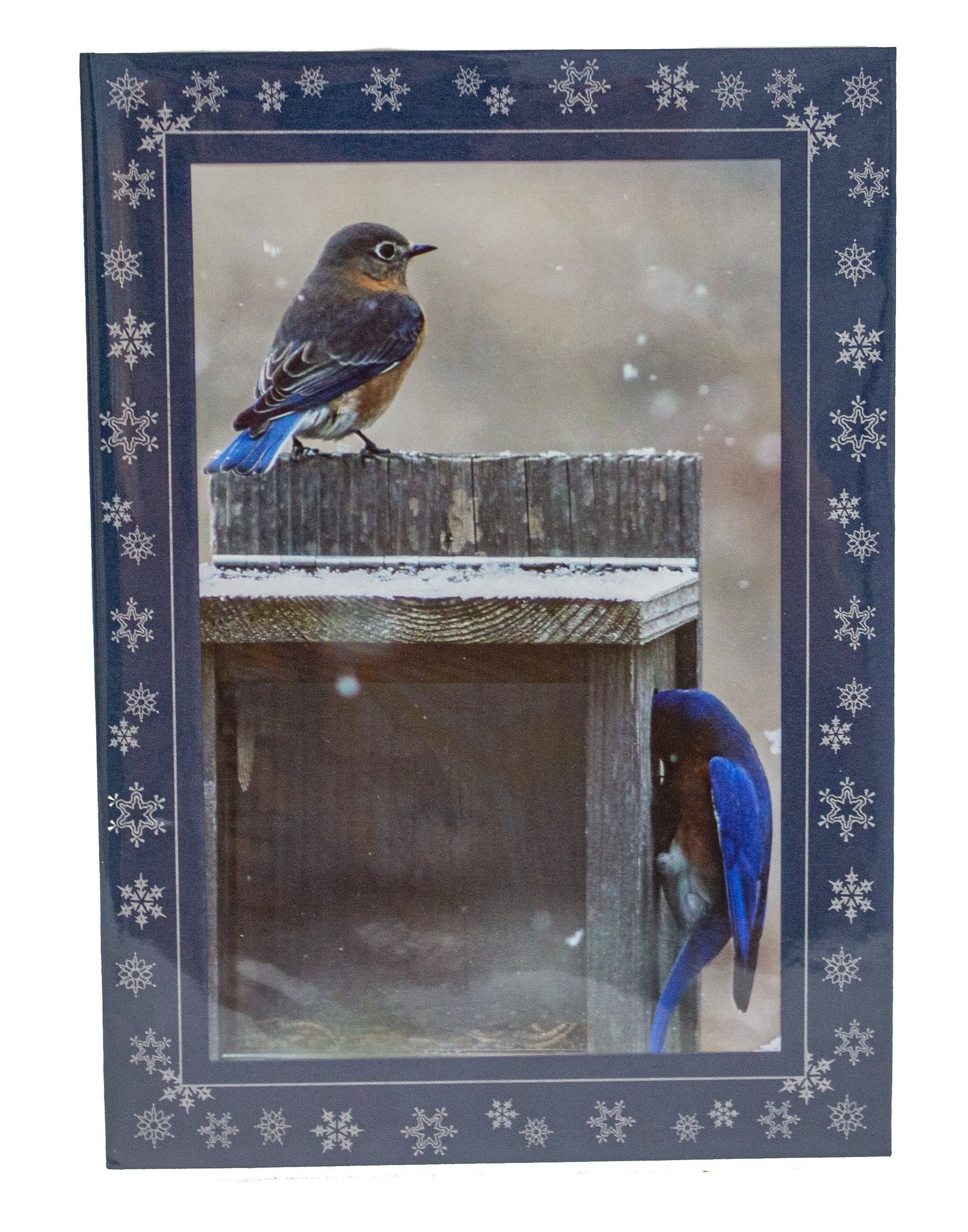 Bird Photo Card (Various)