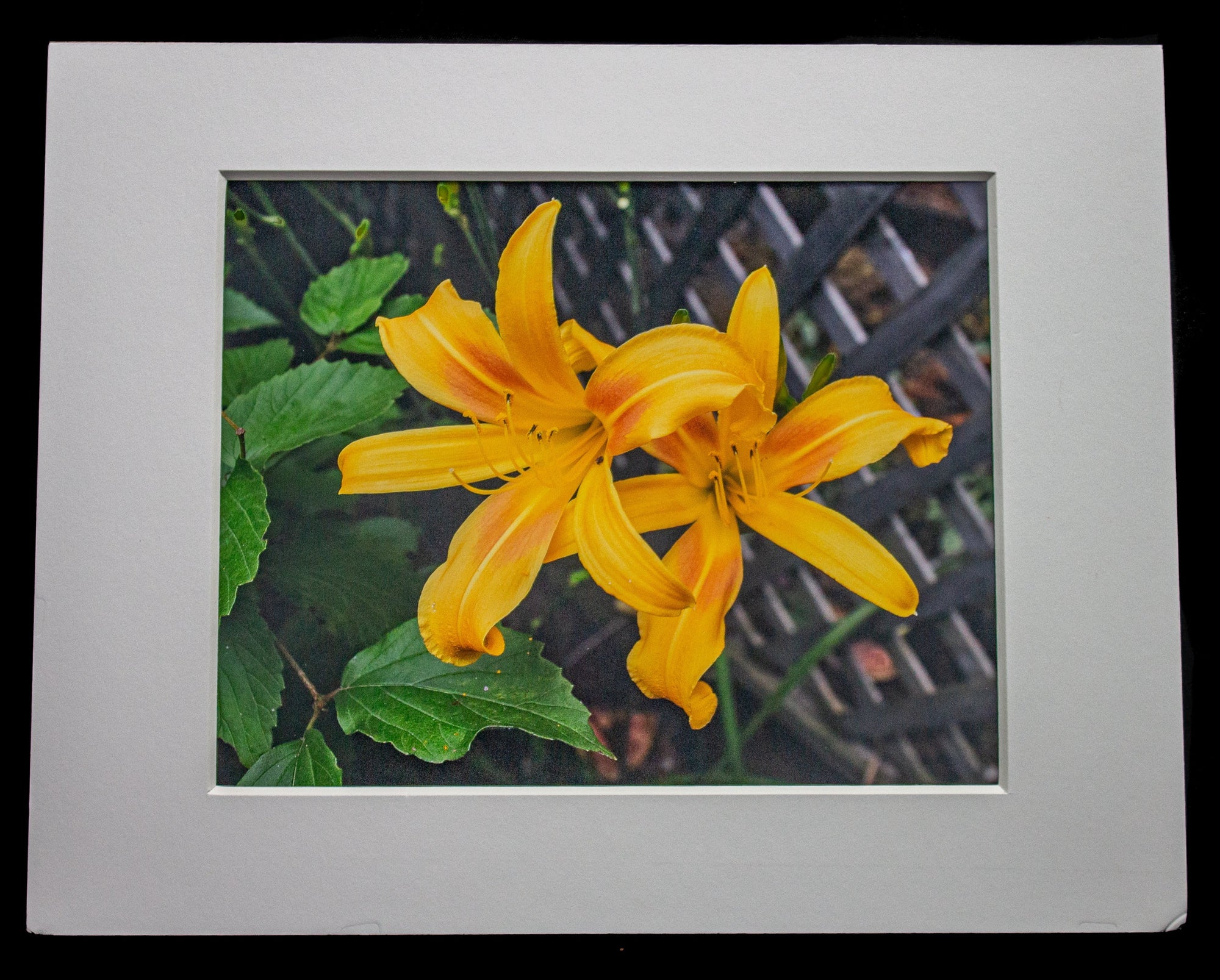 Yellow Tiger Lily Photo (Matted 8x10)