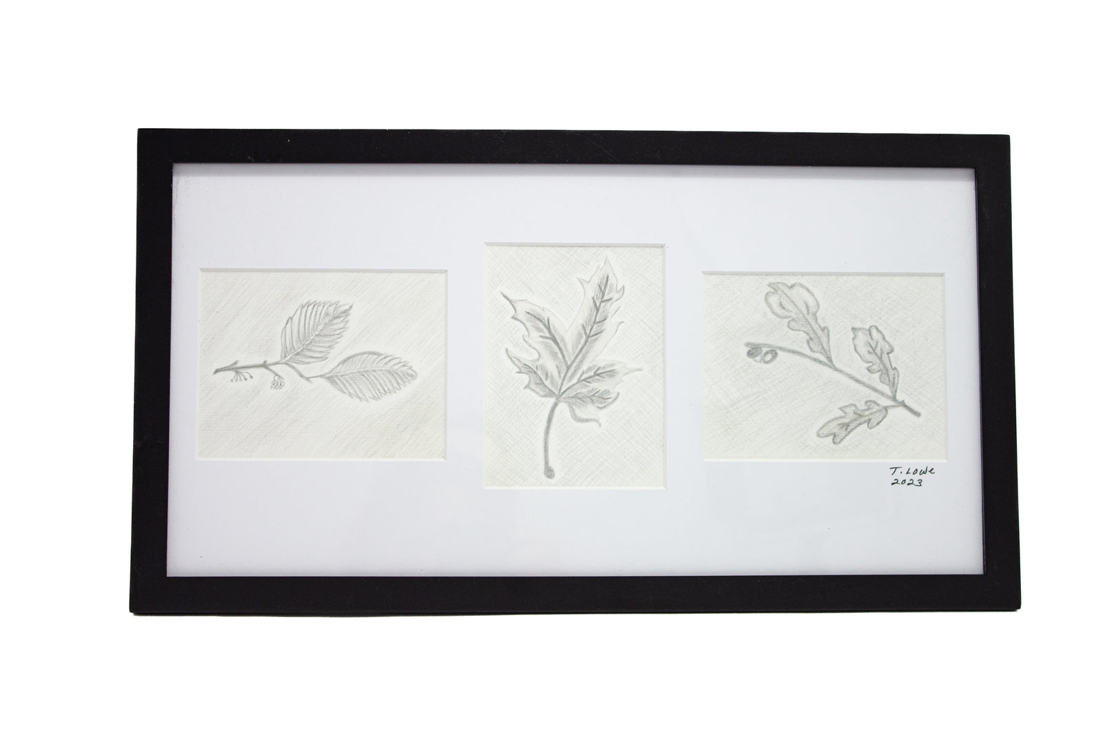 #5 American Elm/Maple/Post Oak