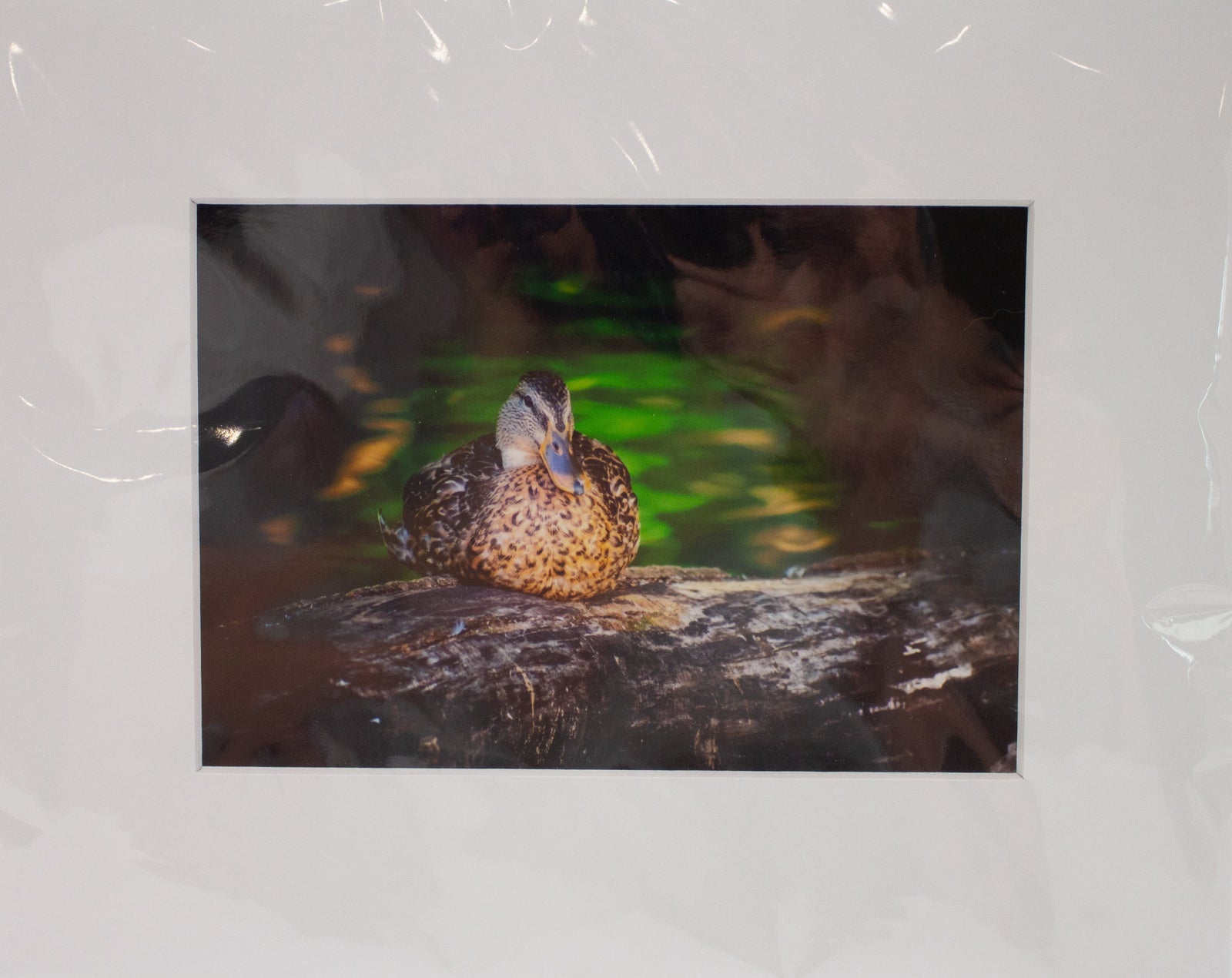 J. Elmore 8x10 Matted Print